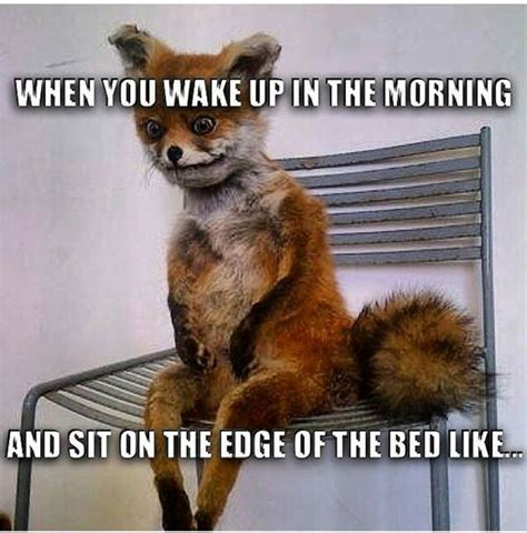 fox on bed meme|disheveled fox meme.